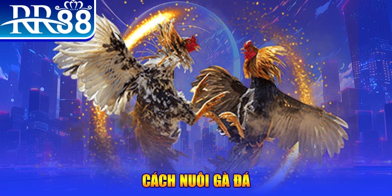 rr8822 đăng nhập phỏm đổi thưởng