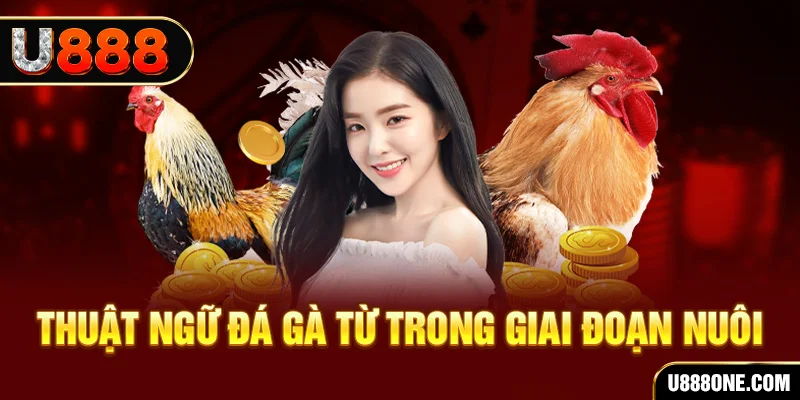 rr8822 xổ số miền bắc 90 ngày