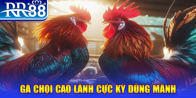 rr8822 HB Điện Tử